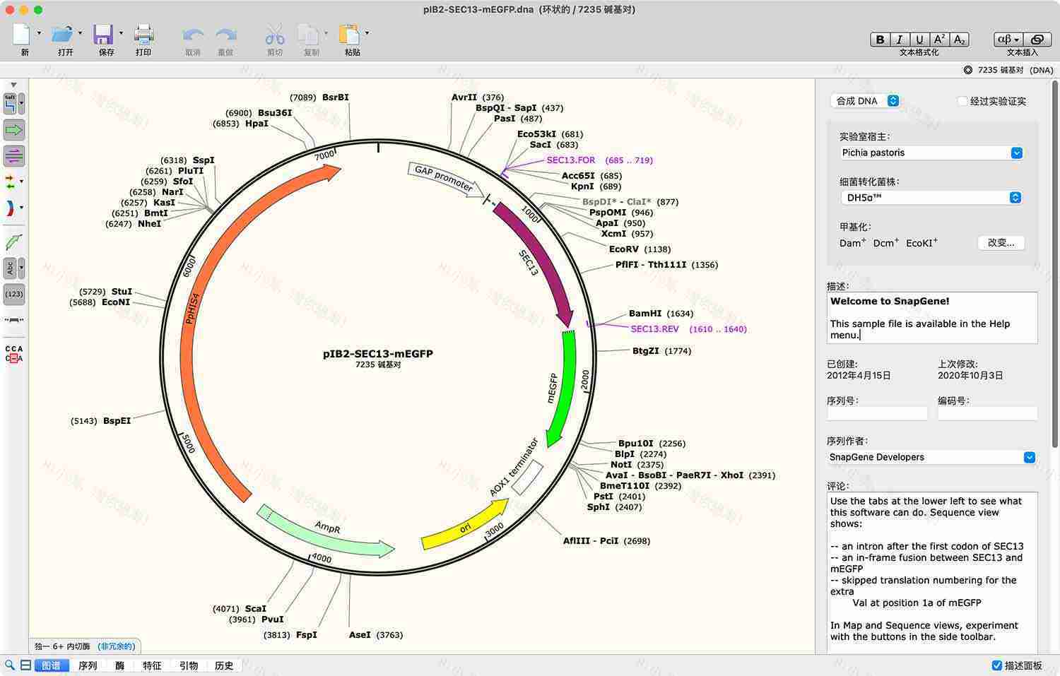 SnapGene v5.3.1 DNA序列生物分析Win版                