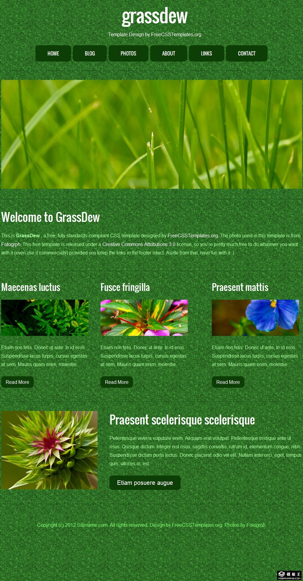 绿草晨露信息介绍网页模板