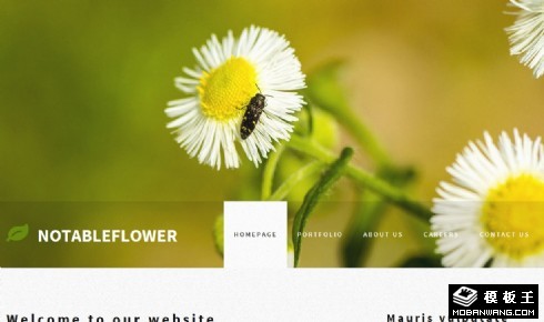 白菊花主题介绍网页模板
