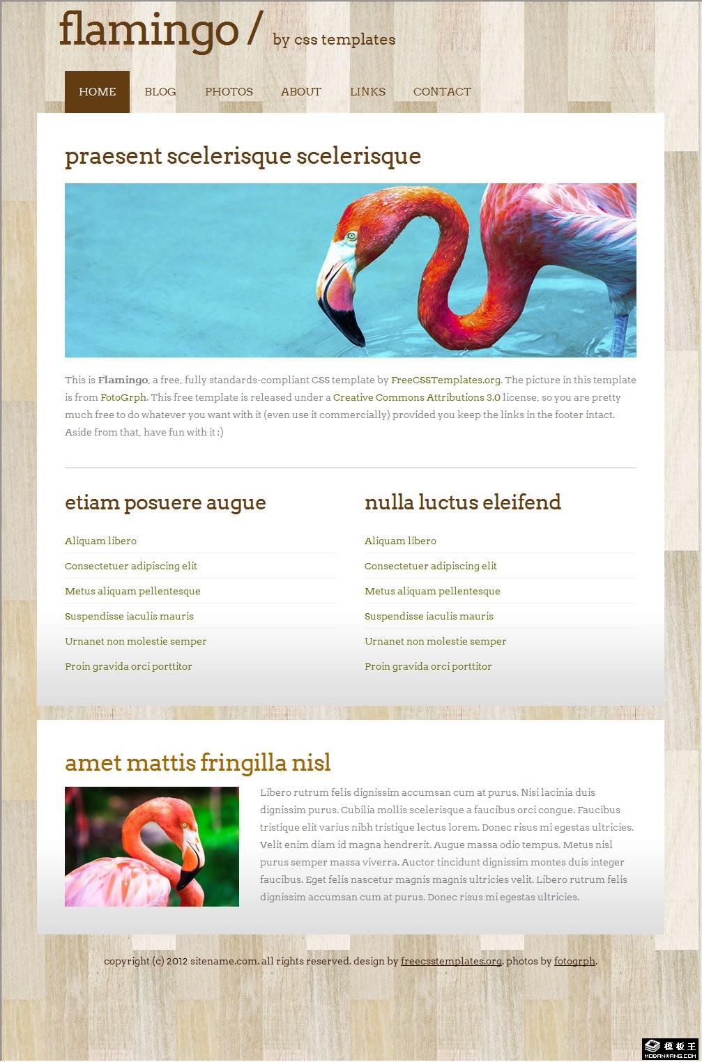 火烈鸟地板背景网站模板