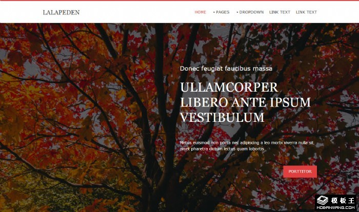 秋叶信息服务网页模板