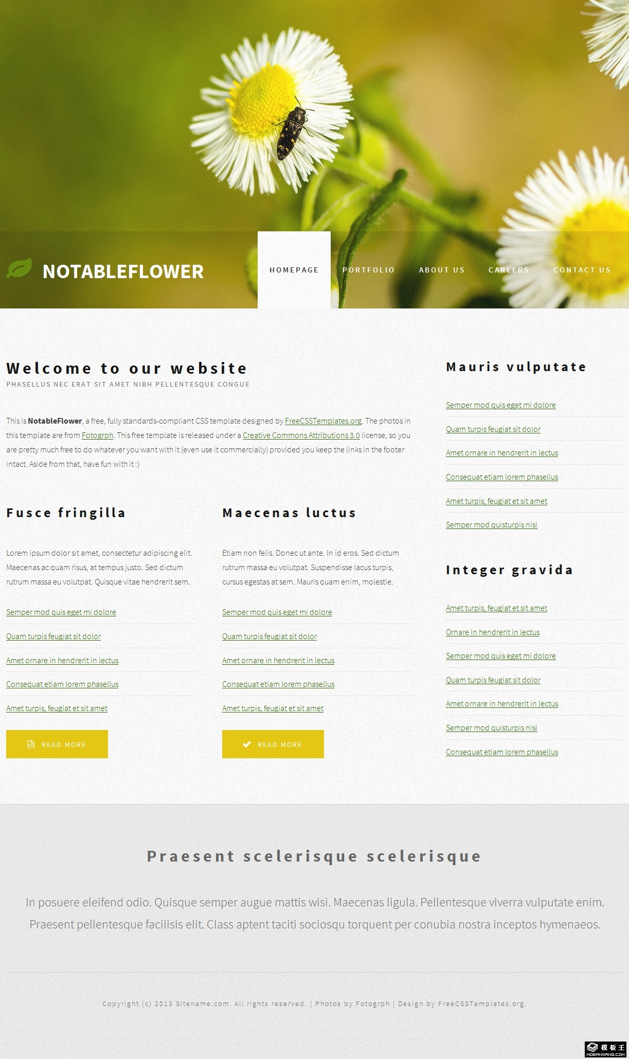 白菊花主题介绍网页模板