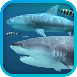 Sharks 3D For Mac v2.1.1 鲨鱼视频壁纸软件