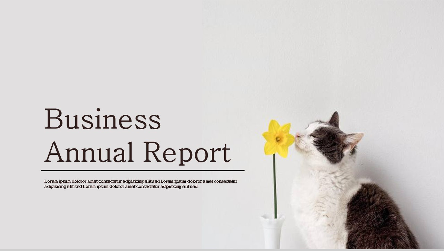 精美简约猫咪工作汇报总结PPT模板