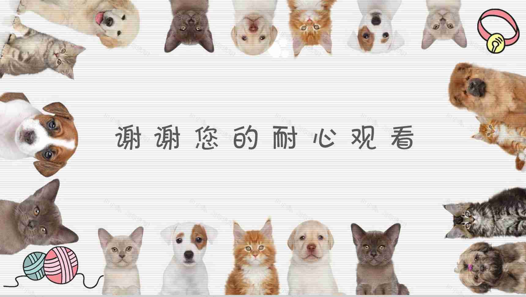 可爱宠物医院工作总结PPT模板-10