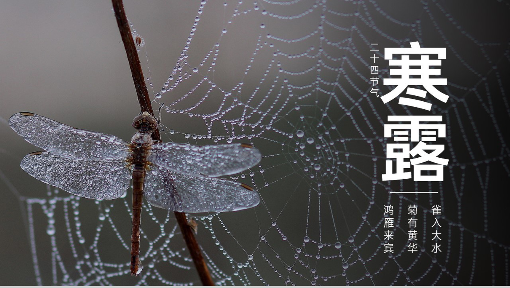 灰色简约风传统节气寒露主题工作汇报总结PPT模板