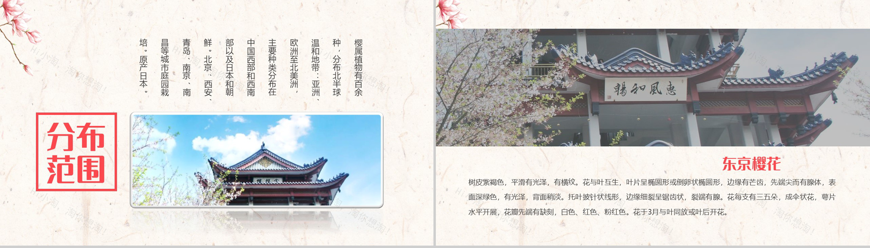 醉美樱花季樱花简介PPT模板-6