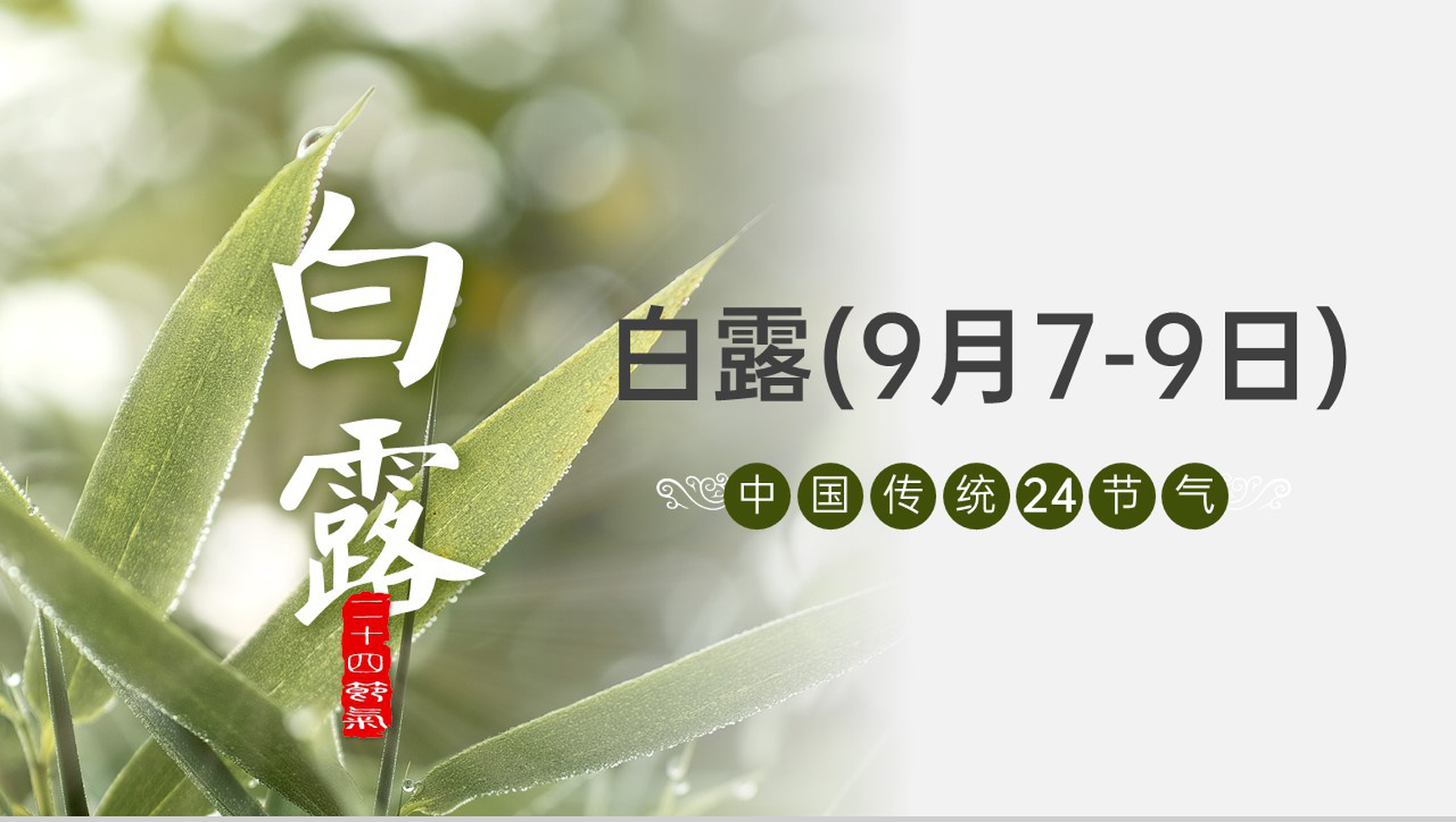 绿色清新风传统二十四节气之白露节气农事指南介绍PPT模板