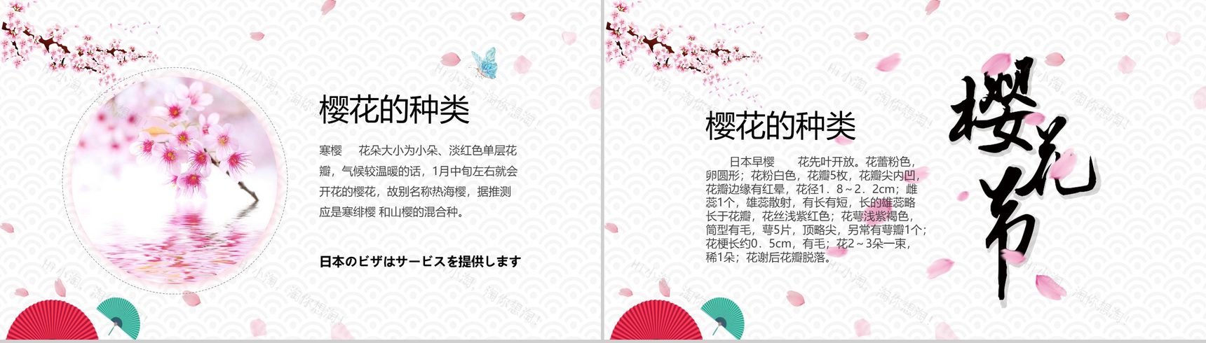 白色简约复古风樱花知识介绍PPT课件-4