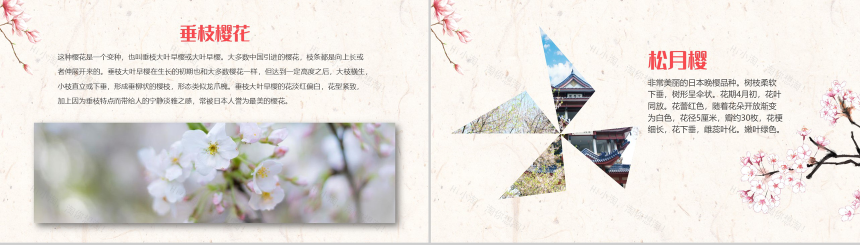 醉美樱花季樱花简介PPT模板-8