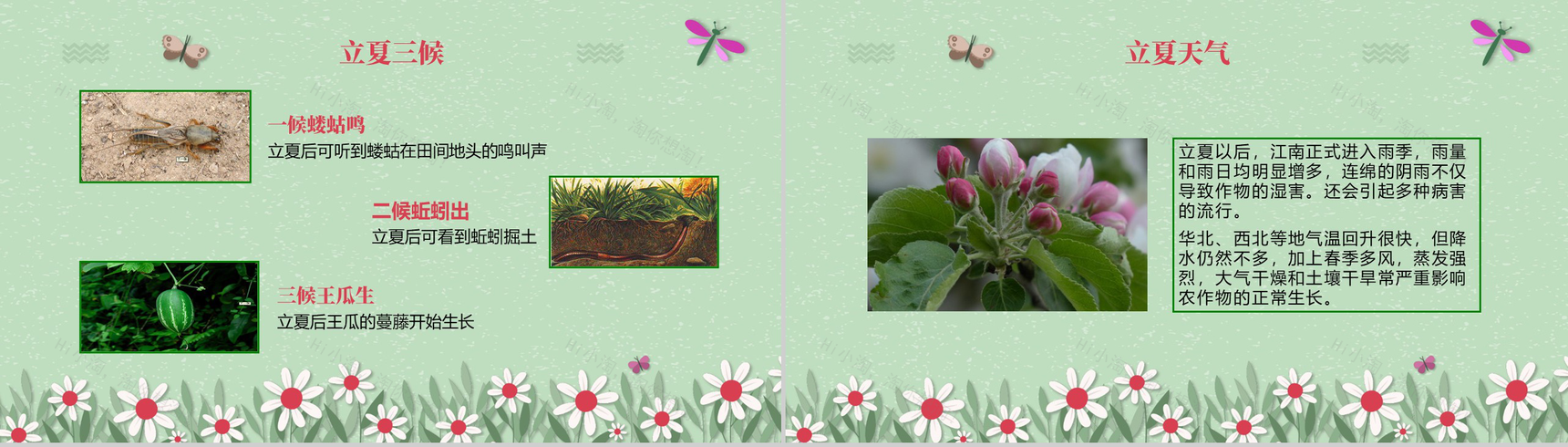 绿色淡雅清新二十四节气之立夏主题班会PPT模板-3