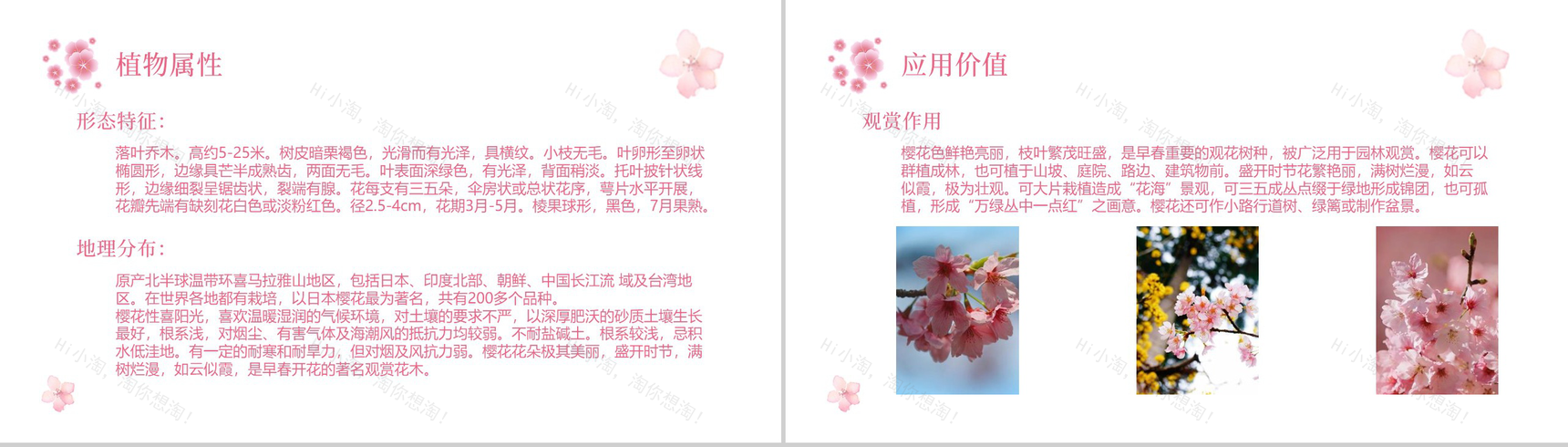 遇见樱花遇见最美的你樱花节主题PPT模板-3