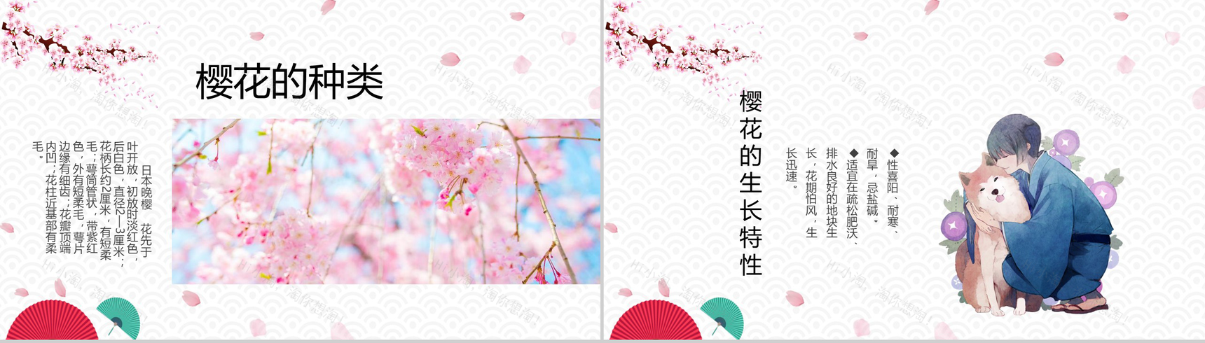 白色简约复古风樱花知识介绍PPT课件-5