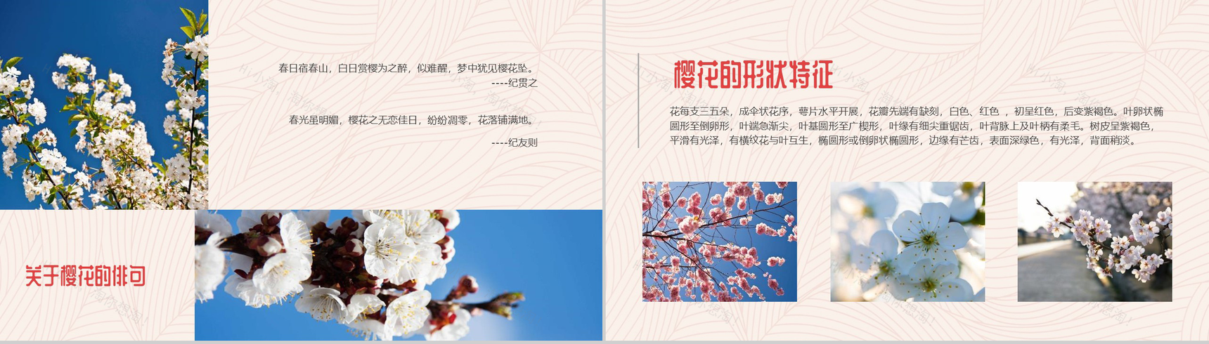 醉美樱花季春天旅游踏青PPT模板-3