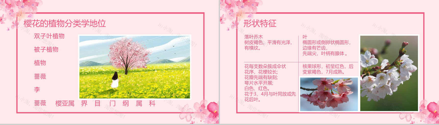 粉色唯美清新浪漫樱花节PPT模板-3