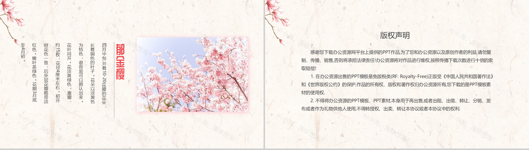 醉美樱花季樱花简介PPT模板-9