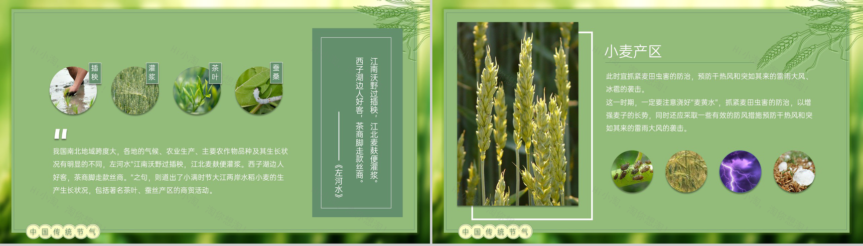 绿色自然风二十四节气小满由来习俗介绍PPT模板-7