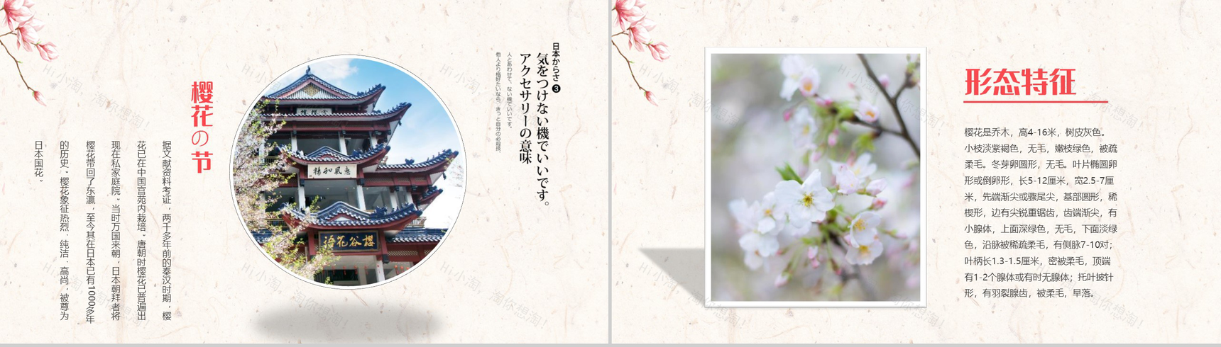 醉美樱花季樱花简介PPT模板-4