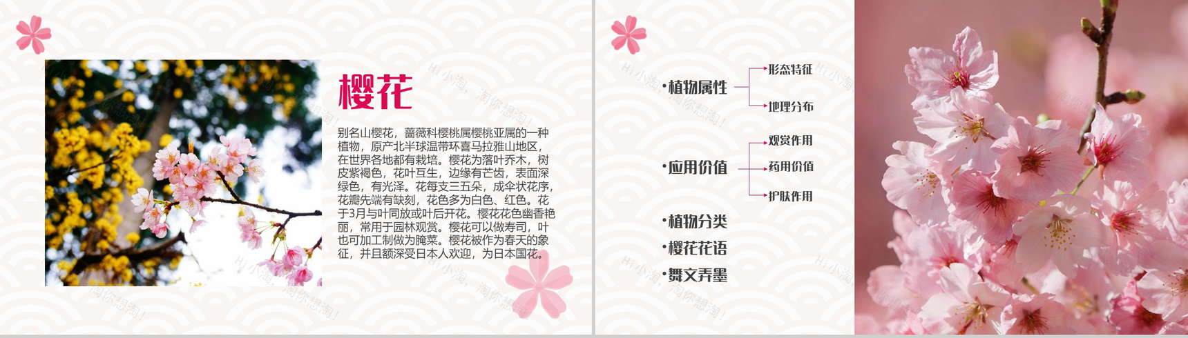 白色简约唯美醉美樱花PPT模板-2