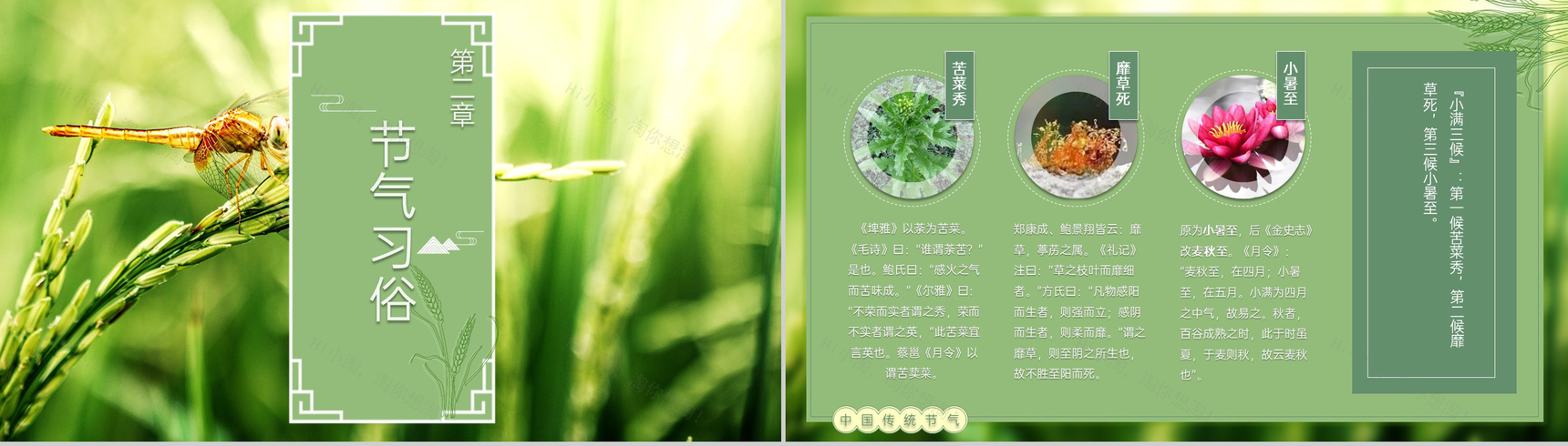 绿色自然风二十四节气小满由来习俗介绍PPT模板-4