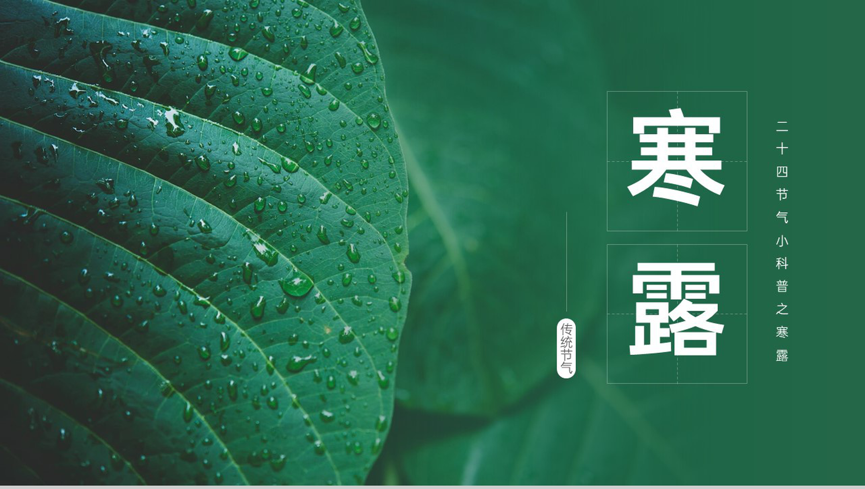 绿色简约小清新风二十四节气介绍之寒露的由来PPT模板