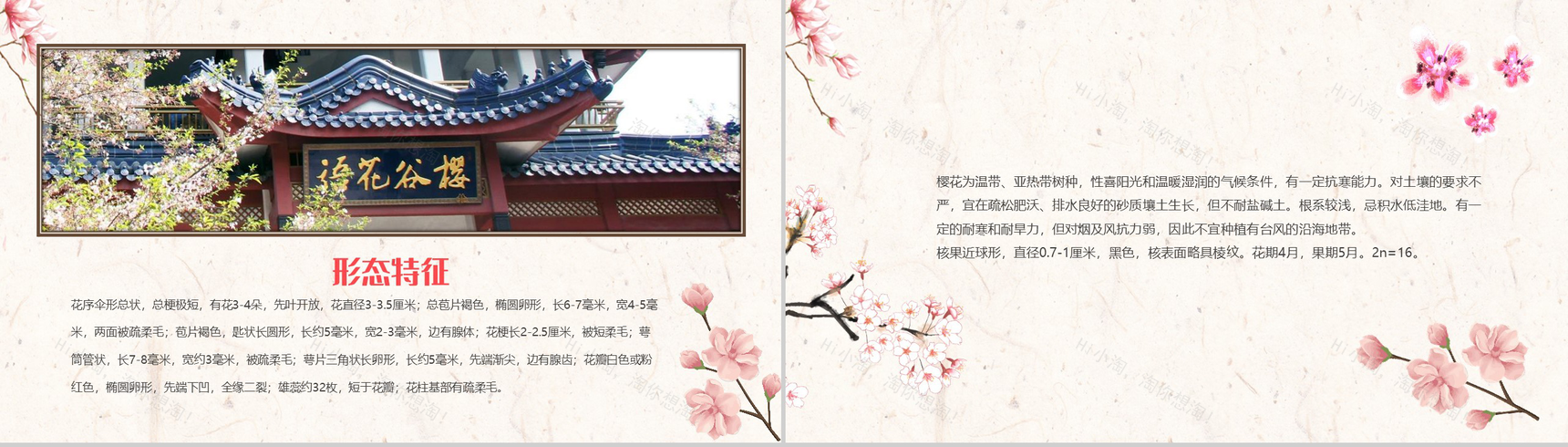 醉美樱花季樱花简介PPT模板-5