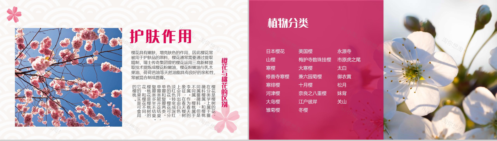 白色简约唯美醉美樱花PPT模板-4