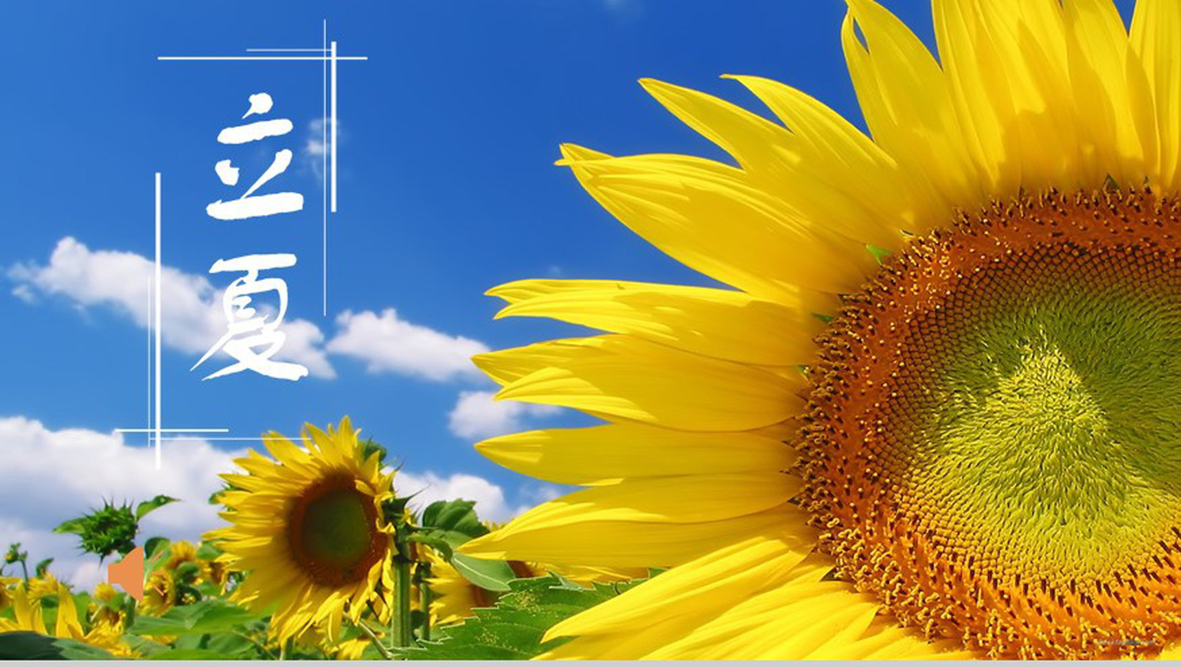 蓝色清新向日葵立夏节气教育说课PPT模板