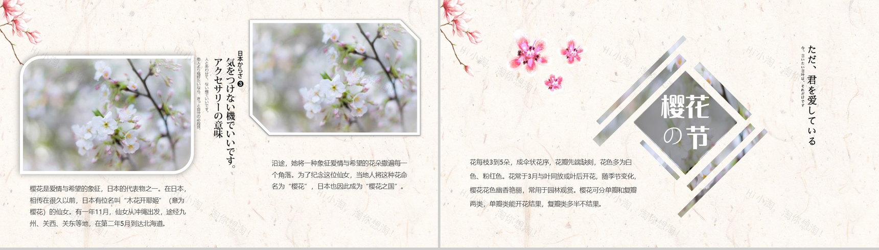 醉美樱花季樱花简介PPT模板-3