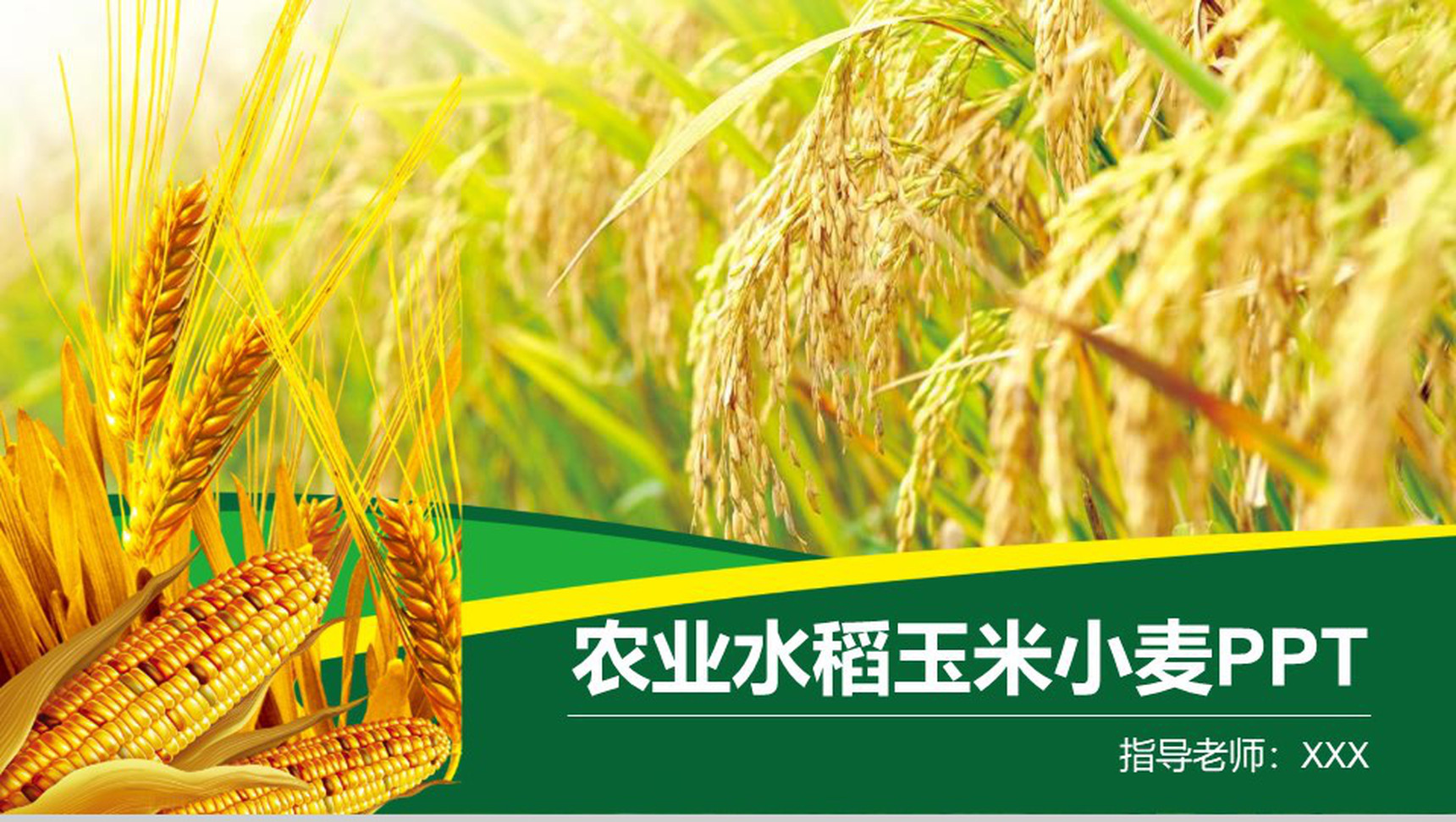农业水稻玉米小麦农产品推广PPT模板