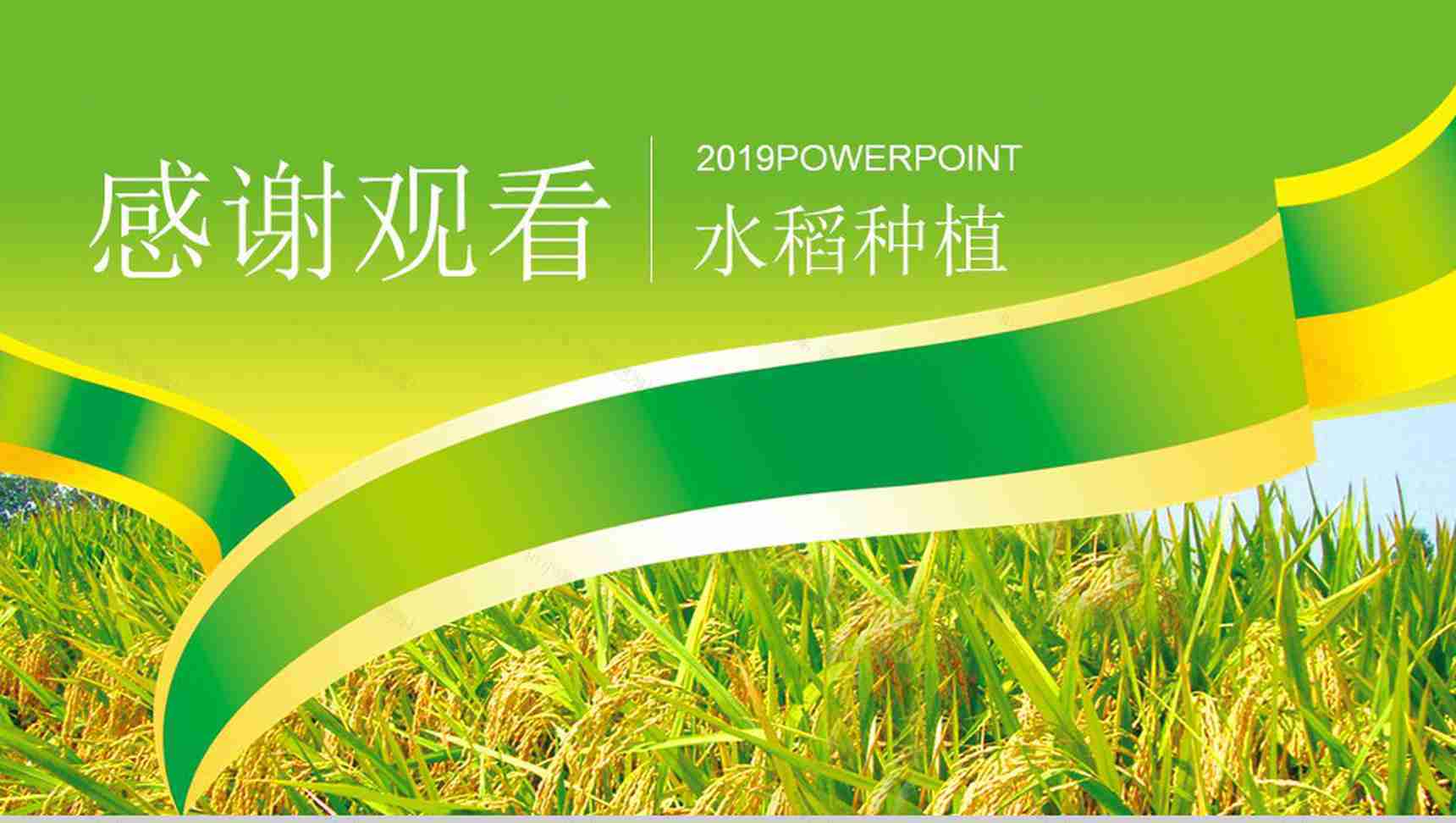 农产品生产水稻种植PPT模板-13