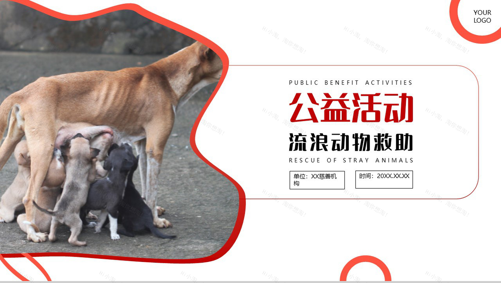 橙色爱心活动救助流浪动物公益活动策划方案步骤PPT模板-10
