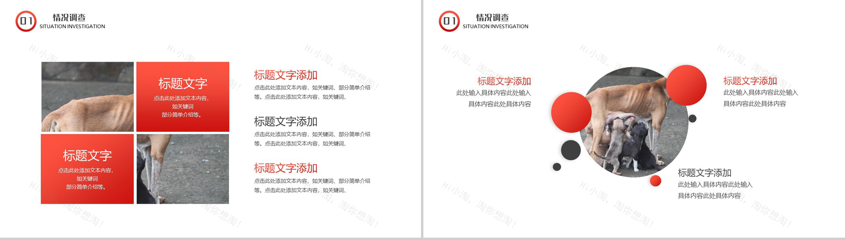 橙色爱心活动救助流浪动物公益活动策划方案步骤PPT模板-3