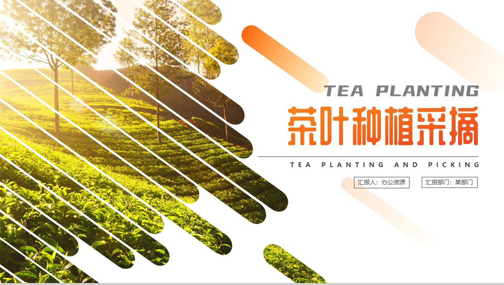 茶叶种植科学采摘流程介绍PPT模板